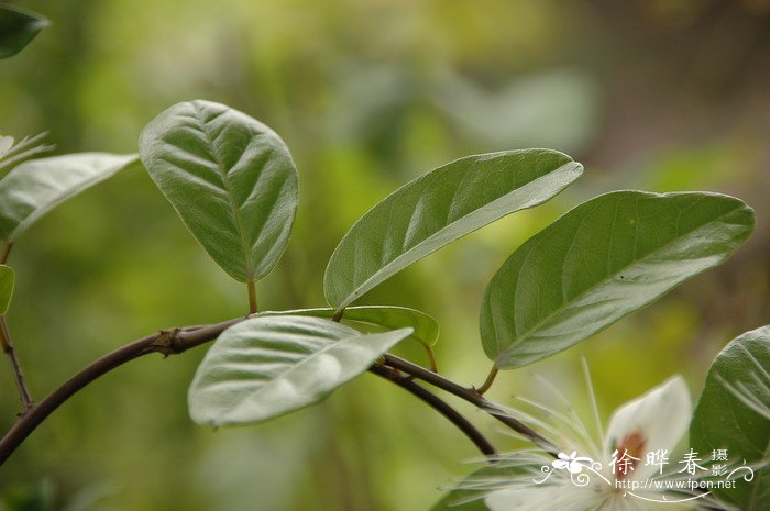 海南槌果藤Capparis micracantha