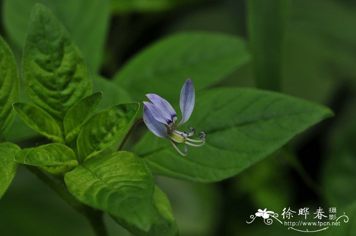 皱子白花菜Cleome rutidosperma