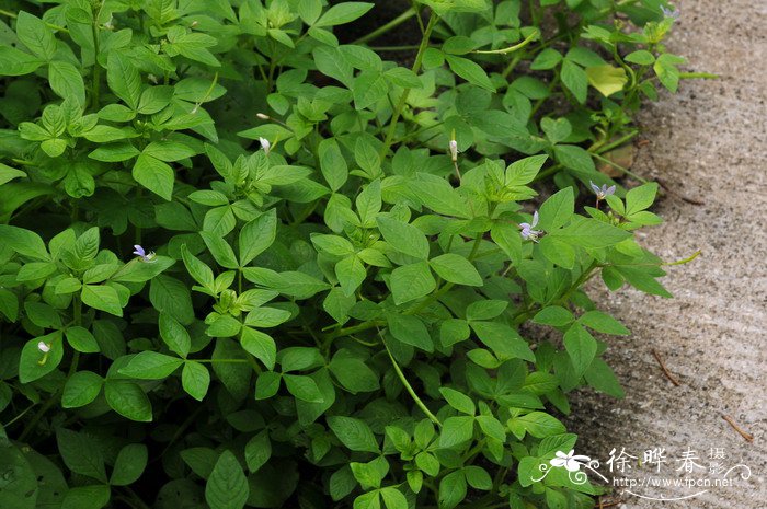 皱子白花菜Cleome rutidosperma