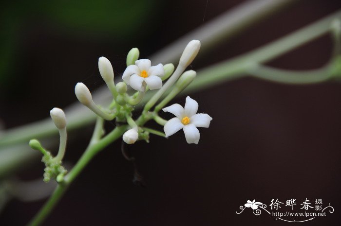 番木瓜Carica papaya