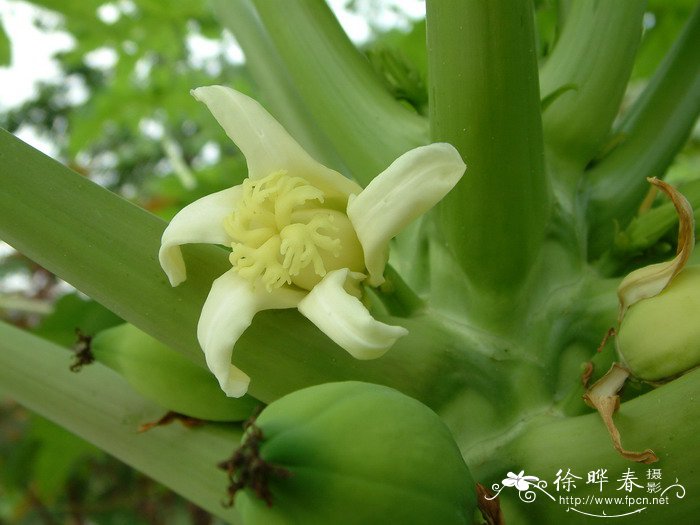 番木瓜Carica papaya