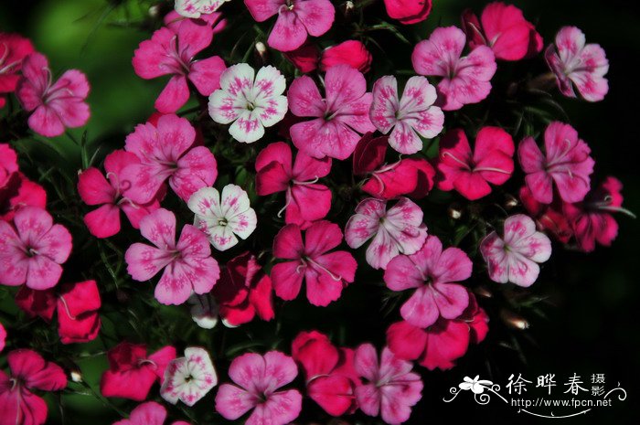 头石竹Dianthus barbatus var. asiaticus