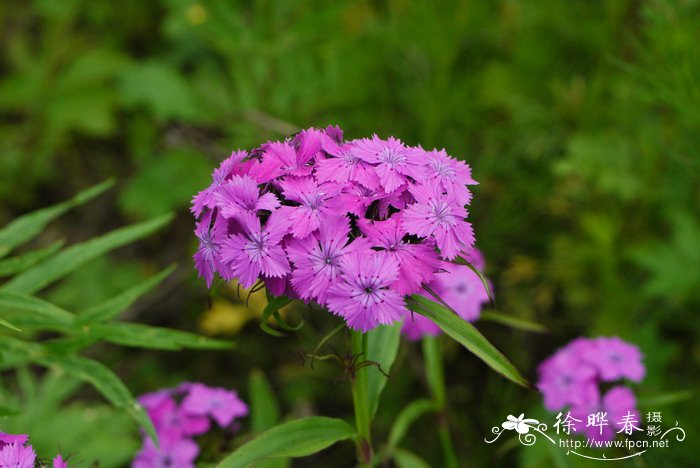 头石竹Dianthus barbatus var. asiaticus