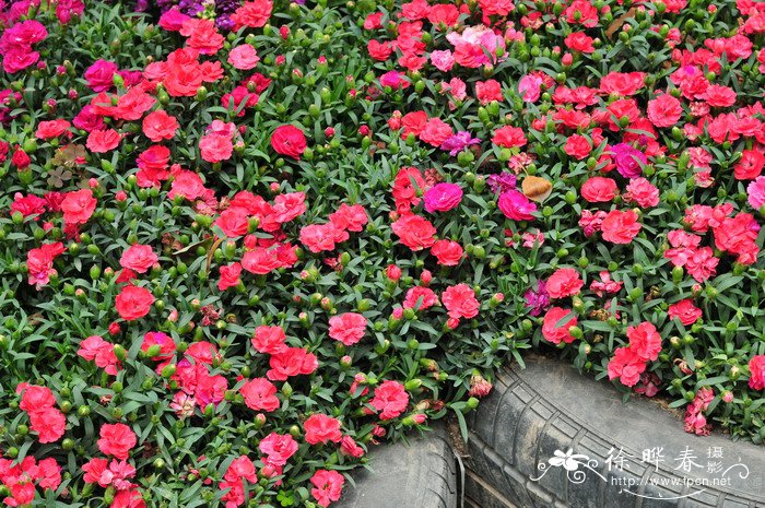 地被香石竹Dianthus caryophyllus × chinensis