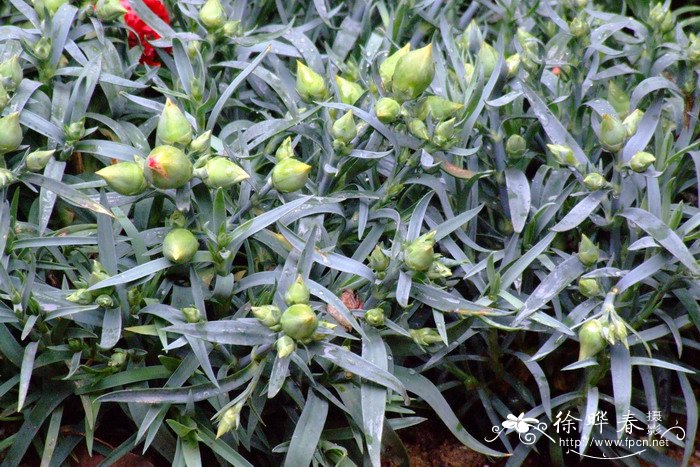 地被香石竹Dianthus caryophyllus × chinensis