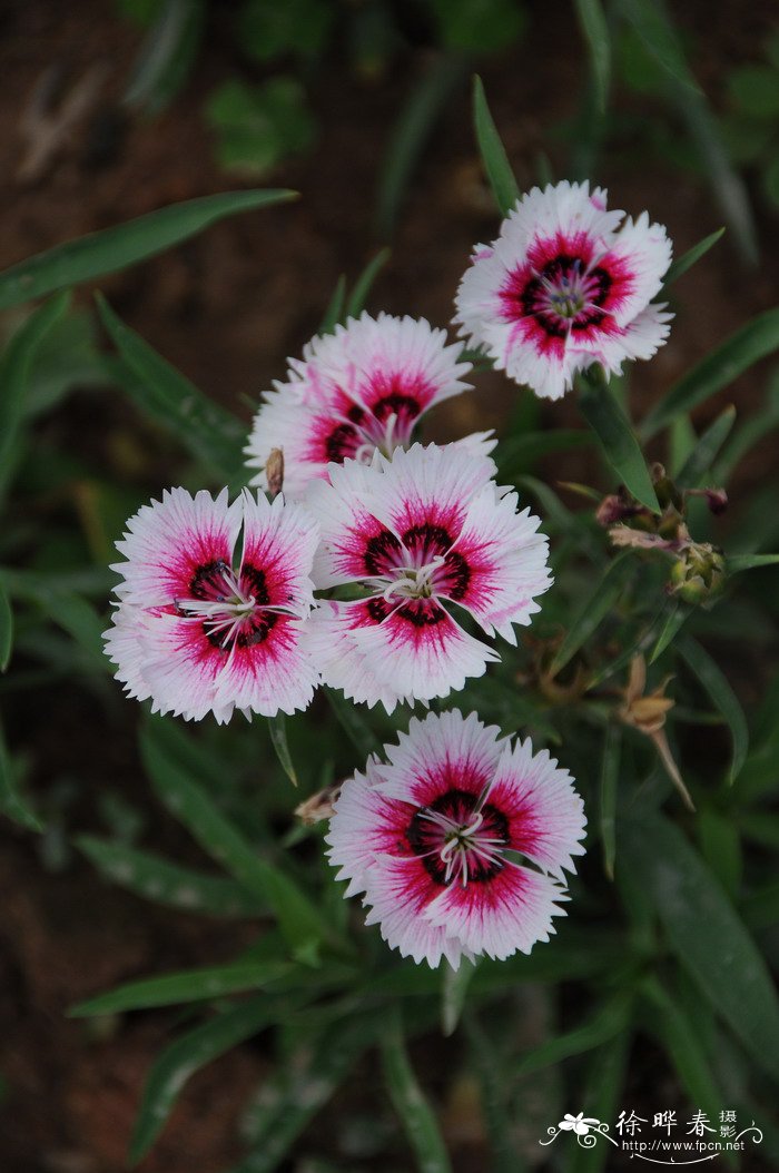 石竹Dianthus chinensis