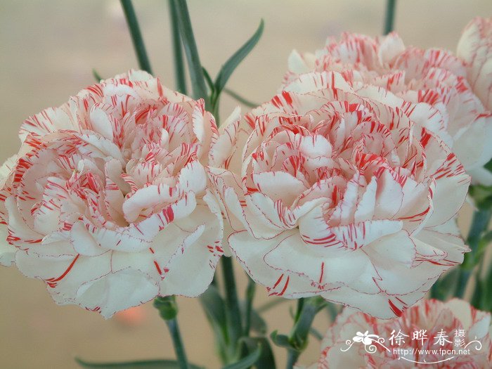 香石竹Dianthus caryophyllus