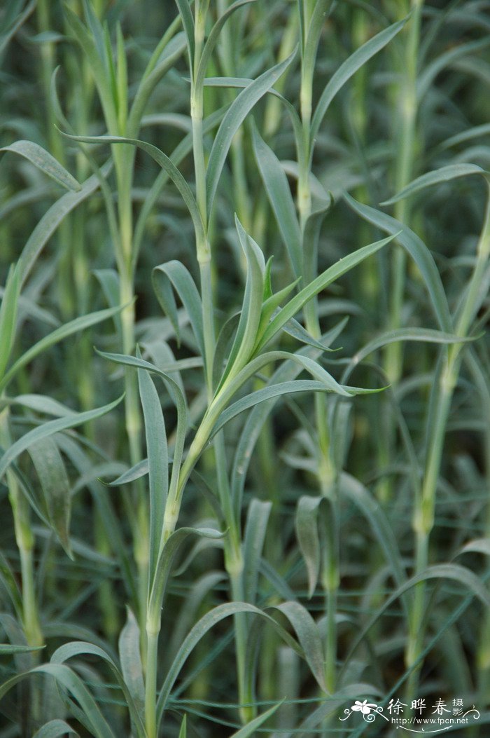 香石竹Dianthus caryophyllus