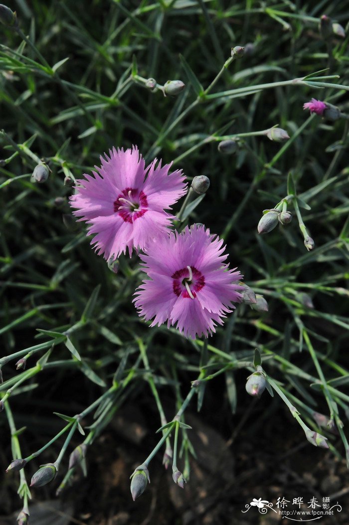 常夏石竹Dianthus plumarius