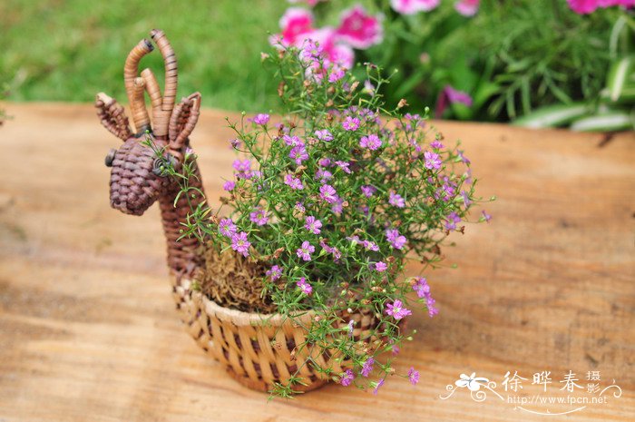 蔓枝满天星Gypsophila repens