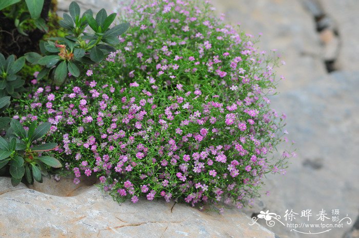 蔓枝满天星Gypsophila repens