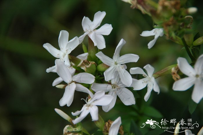 肥皂草Saponaria officinalis