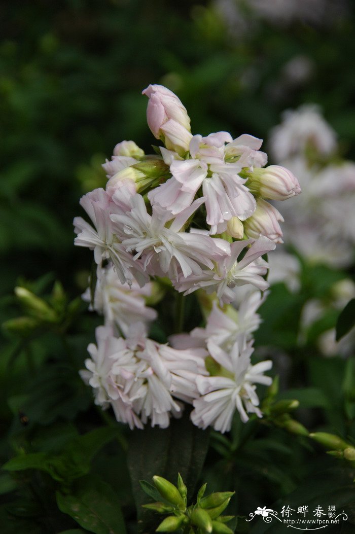 肥皂草Saponaria officinalis