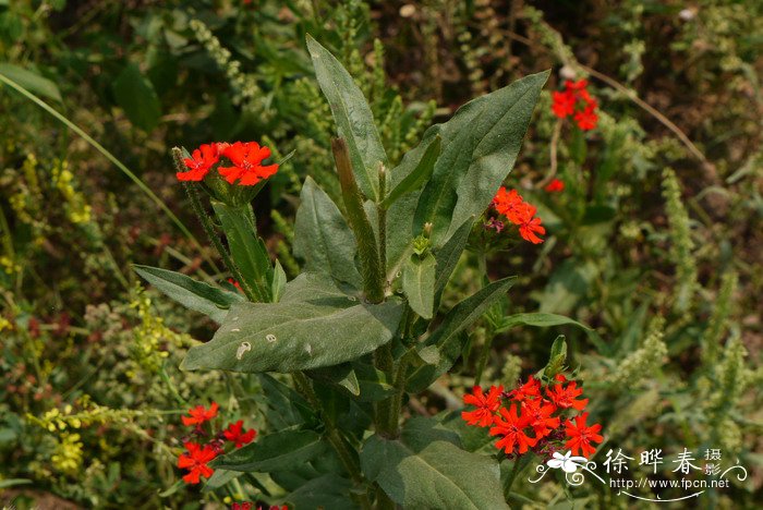 皱叶剪秋罗Lychnis chalcedonica