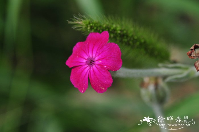 毛叶剪秋罗Lychnis coronaria