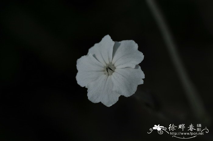 毛叶剪秋罗Lychnis coronaria