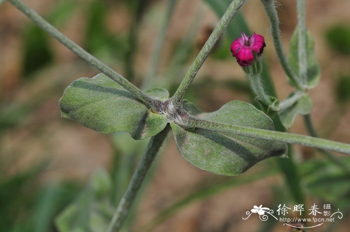 毛叶剪秋罗Lychnis coronaria