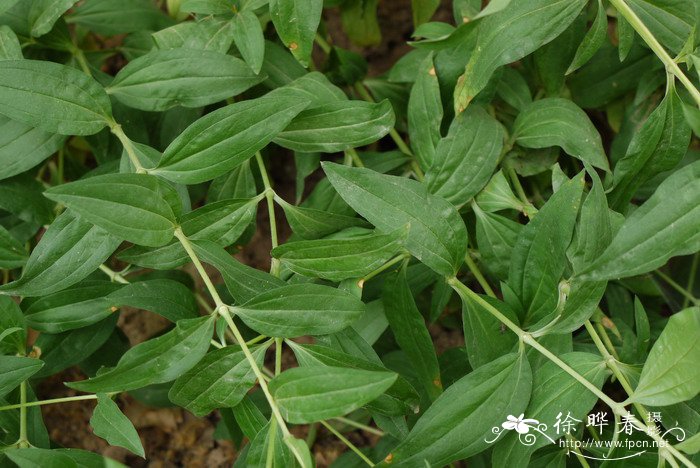 肥皂草Saponaria officinalis