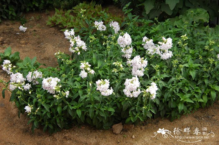 肥皂草Saponaria officinalis