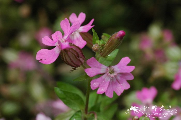 矮雪伦Silene pendula