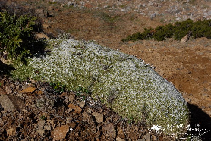 盘状雪灵芝Arenaria polytrichoides