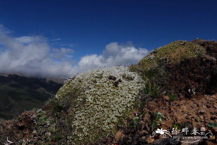 盘状雪灵芝Arenaria polytrichoides