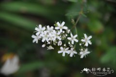 长蕊石头花Gypsophila oldhamiana