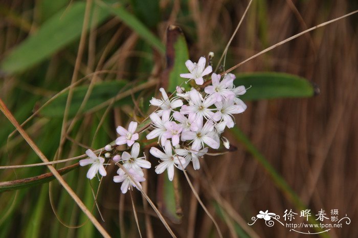 长蕊石头花Gypsophila oldhamiana