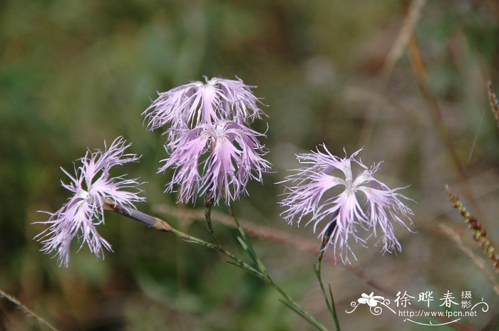 高山瞿麦Dianthus superbus var. speciosus