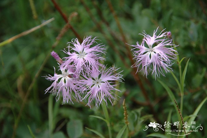 高山瞿麦Dianthus superbus var. speciosus