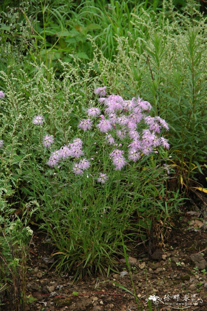 高山瞿麦Dianthus superbus var. speciosus