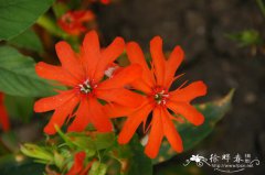 剪秋罗Lychnis fulgens