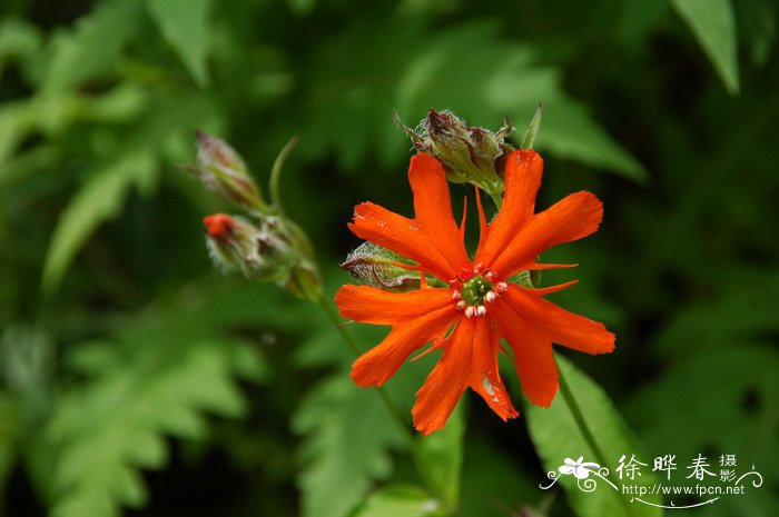 剪秋罗Lychnis fulgens