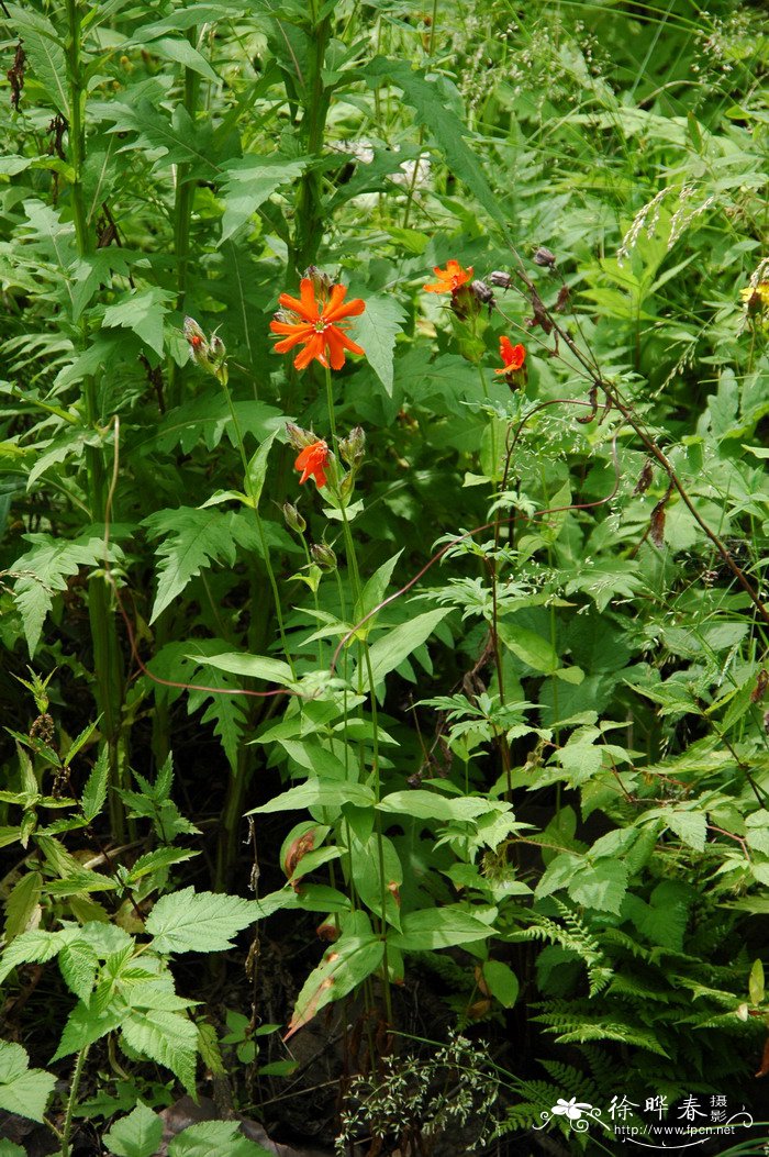 剪秋罗Lychnis fulgens