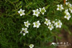 长白米努草Minuartia macrocarpa var. koreana