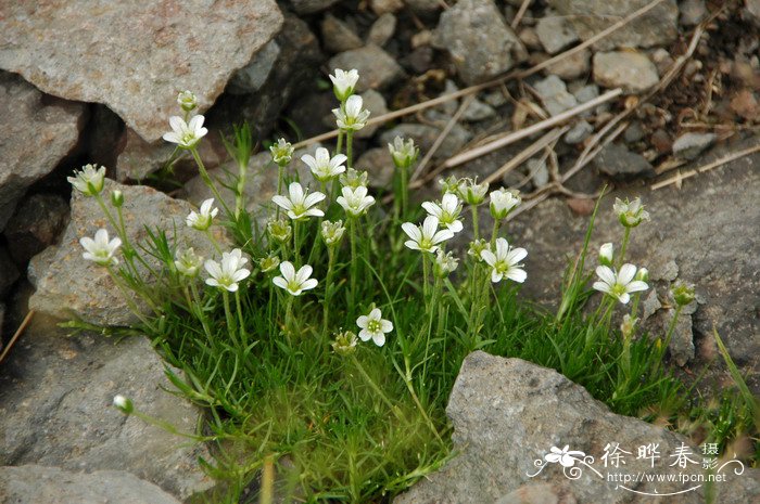 长白米努草Minuartia macrocarpa var. koreana