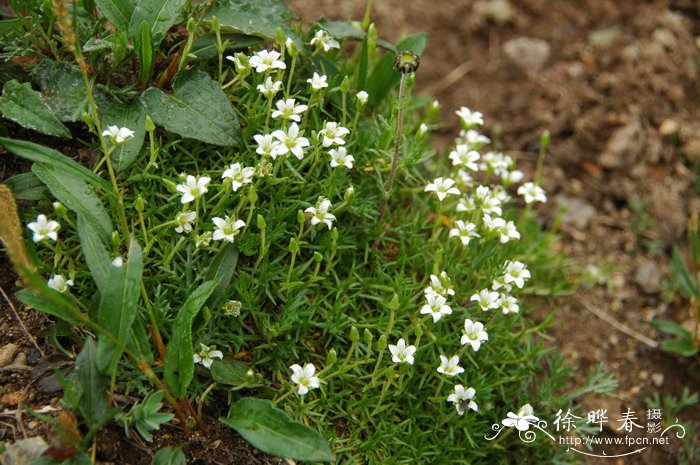 长白米努草Minuartia macrocarpa var. koreana