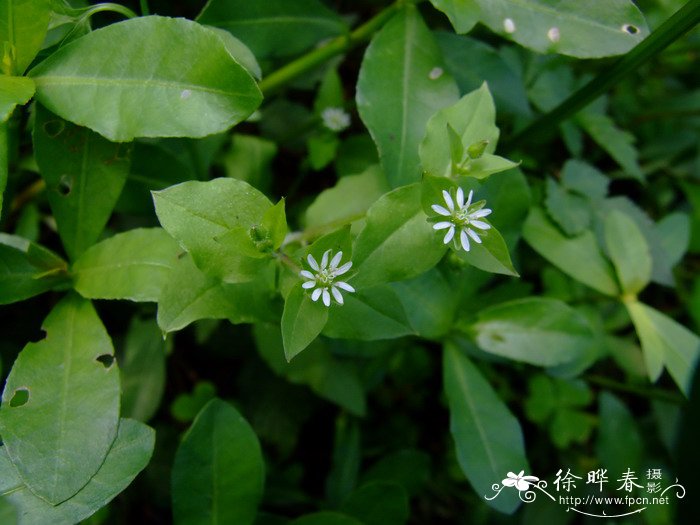 鹅肠菜Myosoton aquaticum