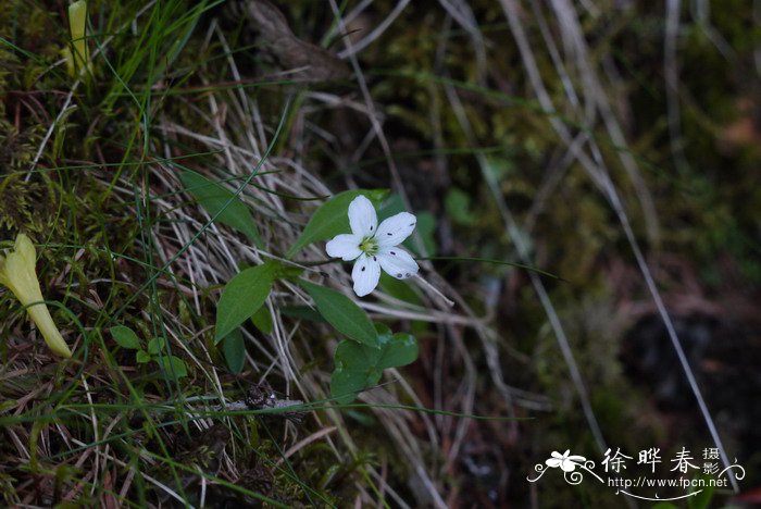 孩儿参Pseudostellaria heterophylla