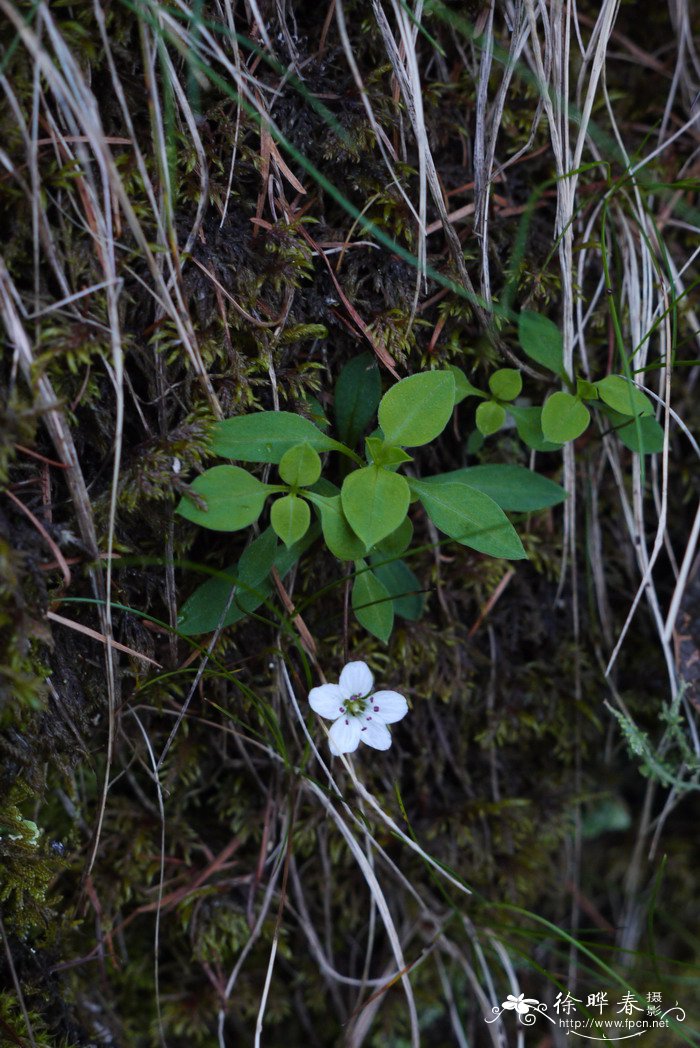 孩儿参Pseudostellaria heterophylla