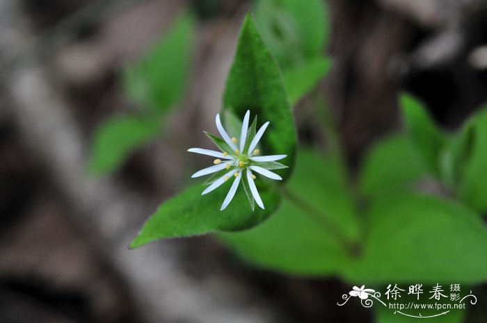 中国繁缕Stellaria chinensis