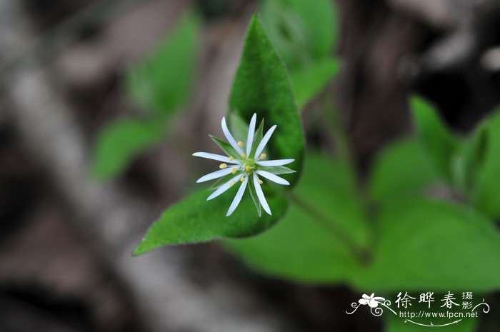 中国繁缕Stellaria chinensis