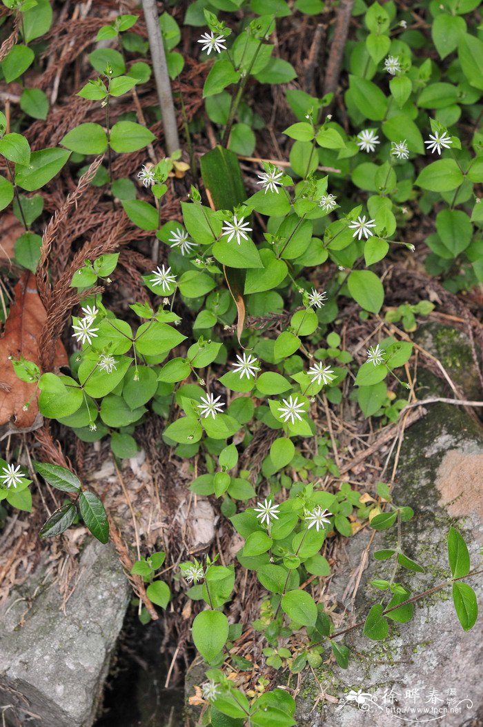 中国繁缕Stellaria chinensis