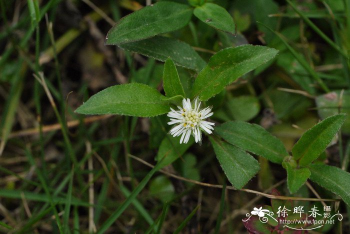 繁缕Stellaria media