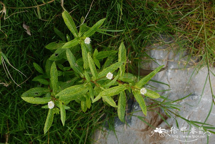 繁缕Stellaria media