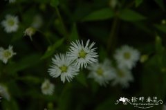 垂梗繁缕Stellaria radians