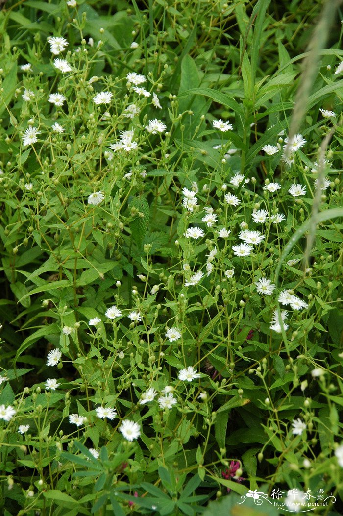 垂梗繁缕Stellaria radians