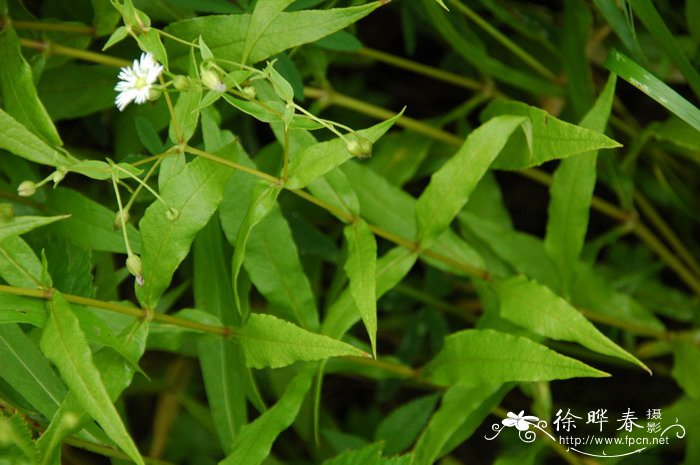 垂梗繁缕Stellaria radians