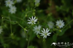 长叶繁缕Stellaria longifolia