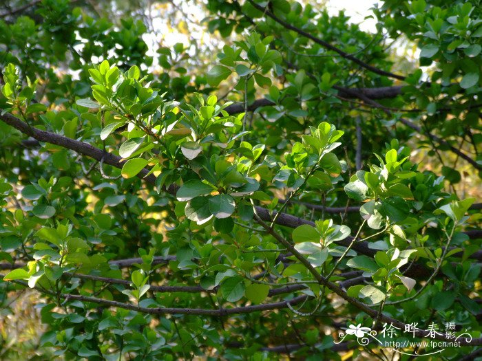 胶东卫矛Euonymus fortunei ‘Kiautschovicus’